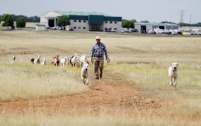 Western Grazers Featured In Record Searchlight