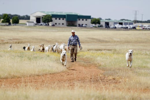 Western Grazers Featured In Record Searchlight